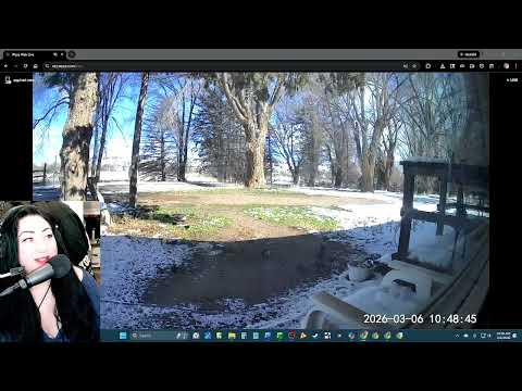 Magpies and blackbirds! | Our wildlife out here on a sportsman's access lane 🐦 #wyzecam