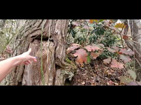 ASMR | Walking Down A Country Road / Crunchy Leaves