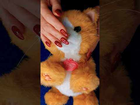 the purrs of the cat #shortvideo #asmrcat #oddlysatisfying