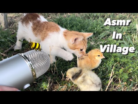 Asmr in village in 10 minutes 🌳🐝🐥