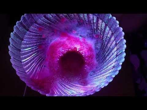 Bath Fizzers (tapping, crinkling, water and whispering all in one)|ASMR