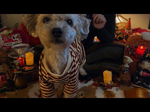 Autumn Night ASMR with Charlie 🍂 | Fall Asleep Beside Him