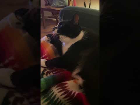 Washin’ up #catasmr