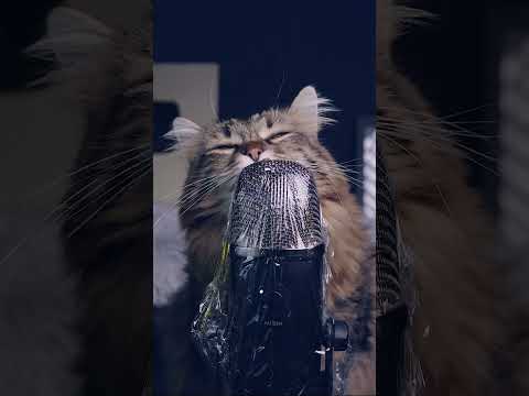 ASMR CON MI GATO #short #shorts #asmr