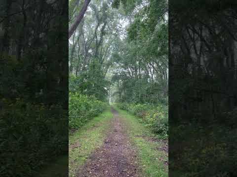 Natures rhythm 🌳🌦️ #asmr #nature #goodvibes