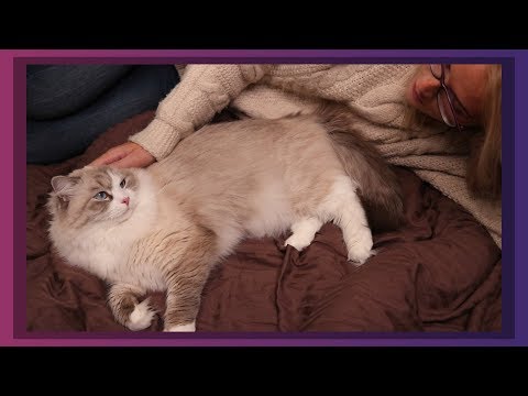 ASMR Maui Cat Purr Relaxation 🐈