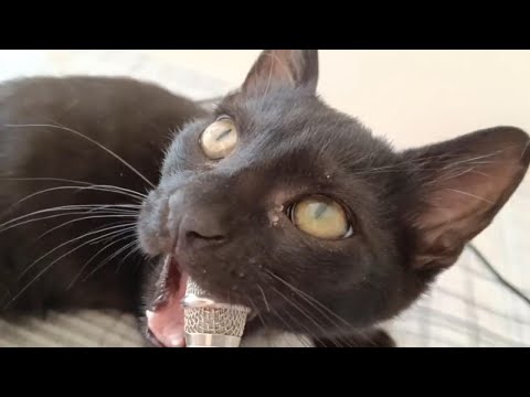 LoFi ASMR with My Kittens 🐾 Purrs, Mic Bites & Fluffy Sounds
