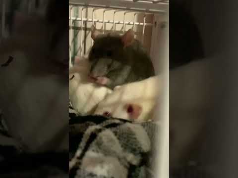 ratolinas asmr!
