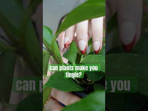 do plants count as an ASMR trigger?? #asmr #uniqueasmr #asmrtriggers