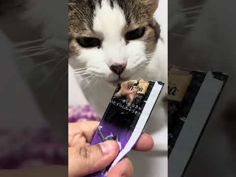 ASMR MUKBANG - GATOS COMENDO #asmr #cat