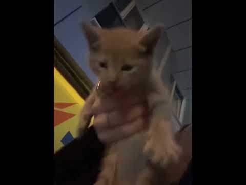 #öneçıkar #cat #cat #cats #cute #akım #keşfet #keşfetbeniöneçıkar #keşfetteyiz #keşfetedüş #kesfet