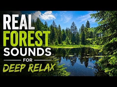 24/7 Live with real sounds of forest , birds , frogs and anute ambience