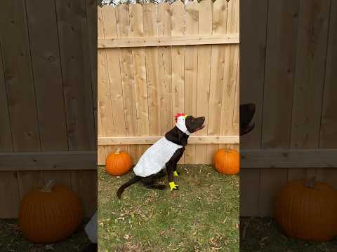 Happy Halloween from Moose the chicken #dogsofyoutube #chocolatelab #halloween