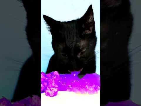 ASMR Mukbang Cat Eating Purple Food 💜