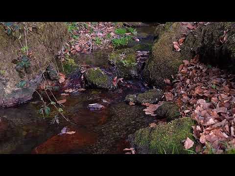 24/7 Nature Ambince water deep into the forest