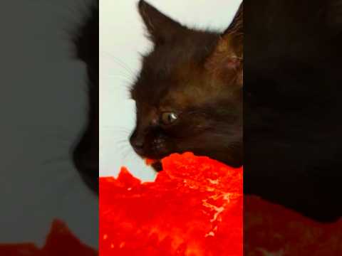 cat asmr 🍉