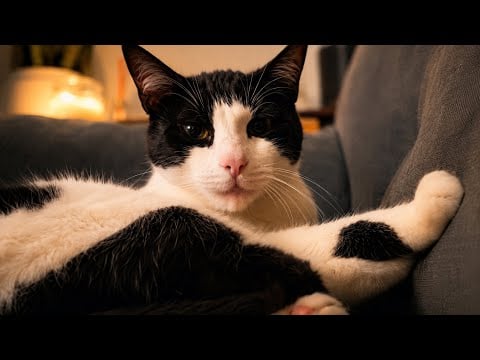 ASMR overexplaining my cat Norman (semi-inaudible whispering)