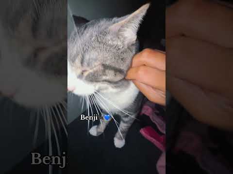 Kitty ASMR