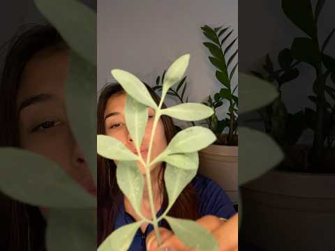 ASMR relaxamento já ! 🧿🧿🧿🧿