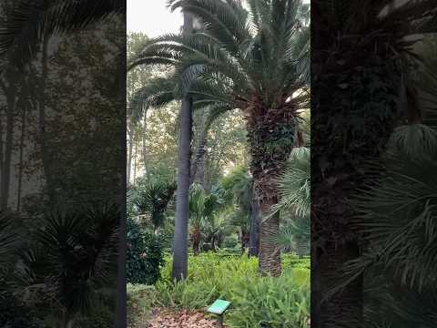 ASMR al aire libre 🍀🌺🌿 #asmr #nature #asmrcommunity #asmrsounds