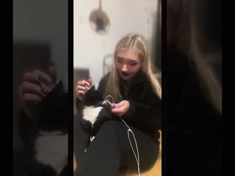 Cat Purring asmr #asmr #purring #catasmr #satisfyingsounds #wholesomeasmr