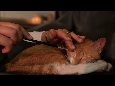 🐱 ASMR cat lice check | extremely detailed inspection & personal attention