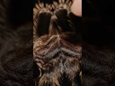 Unusual ASMR: Scratching a Tarantula (Relaxing?)