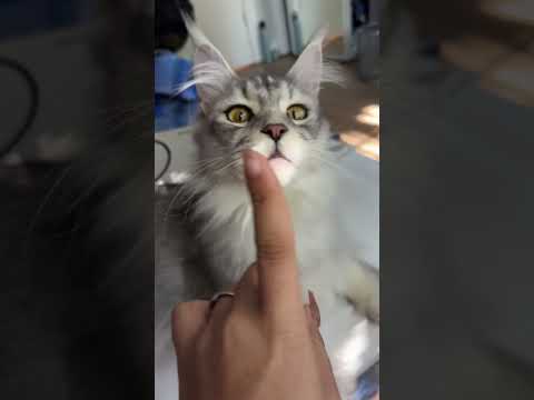 Cat ASMR for the cat people audience 💜 #asmr #lofi #cat #asmrsounds #asmrvideo #tingles #asmrsound