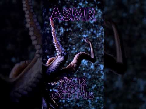 Binaural Asmr facts about Octopus #shorts