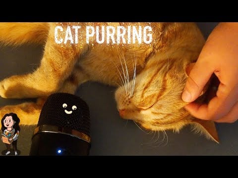 ASMR - Cat purring / Ronronnement (& Brushing sounds, NO TALKING)