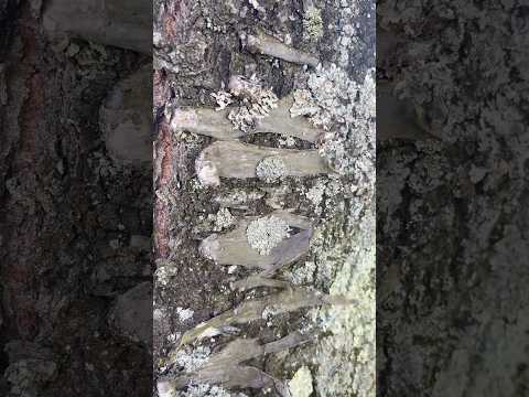 Simple ASMR in nature #asmr #relax #layeredasmr #tingles Join