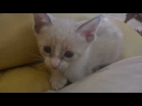 Kitty