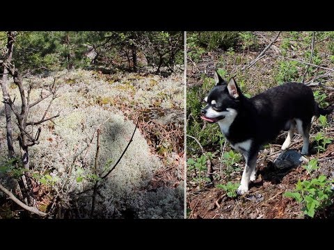 ASMR Out In Nature 🌲 Relaxing Birdsong, Wind, Chopping, Fire Sounds, Barbecue | 17 Mai (No Talking)