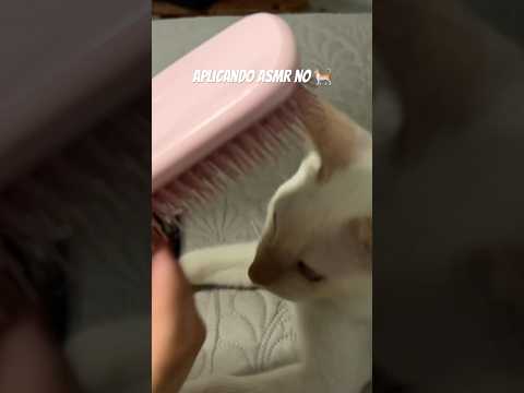 #tingles #visualtingle #relax #mouthwhisper #dormir #gatos #asmr