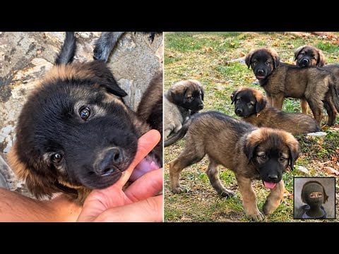Puppy ASMR (as promised)