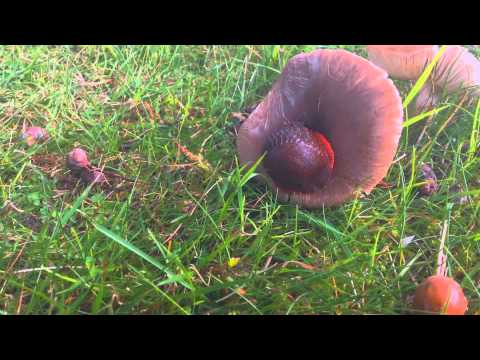SNORING SLUG (-, – )…zzzZZZ