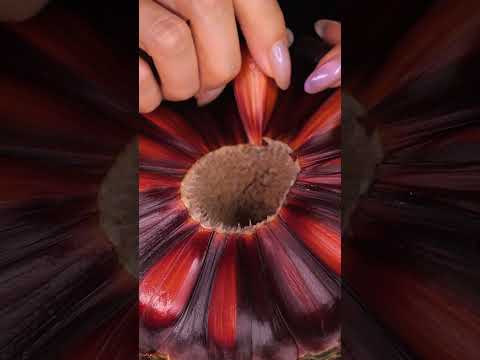 #asmr #satisfying Breaking apart a giant pinecone