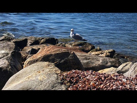 ASMR sea shell beach and ocean sounds