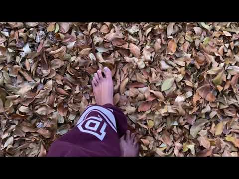 ASMR Stepping on Dry, Crackly, Winter Leaves 🍁 🍂