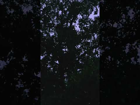 ASMR Thunder & Lightening to Destress⚡️⛈️ #naturesounds