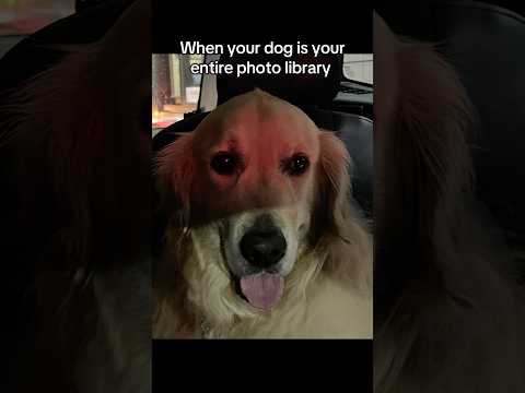 My dog Sven is my best friend #shorts #goldenretriever