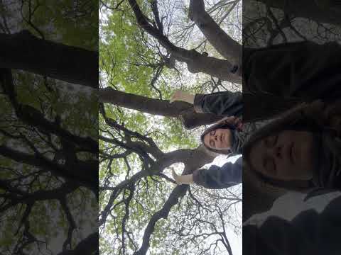 Connecting with the Ash Tree and the Rainbow Pathway #selfhealing #reiki #nature