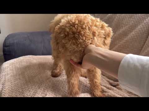 Best ASMR dog in the world /ای اس ام آر صدای خوردن غذا توله سگ