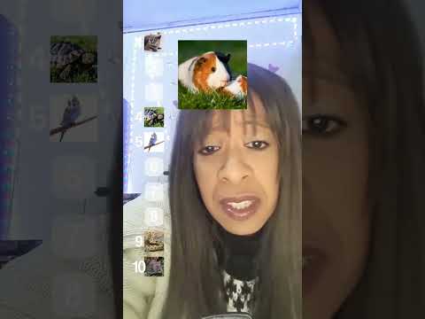ASMR RANKING DOS PETS #short #shortsvideo