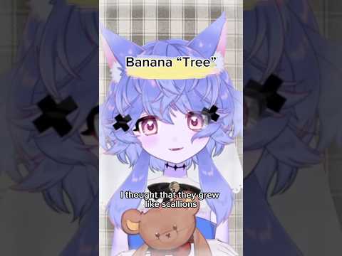 Banana Trees: I didn’t realize they were herbs!