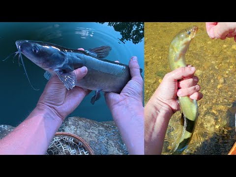 ASMR Fishing: Catching My First Catfish (plus American Eel & Snapping Turtles)