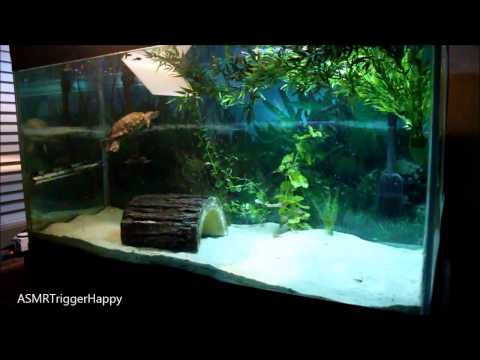 Turtle Swimming Around (Relaxation?) (ASMR?)
