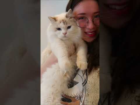 1 minute of my cat adorably interrupting my videos 🐱 #ASMR #shorts