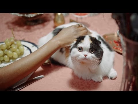 8 Hours of Gentle Hand Movements & Fluffy Cats | Brown Noise ASMR for Sleep, Rest & Calm ✨🐈