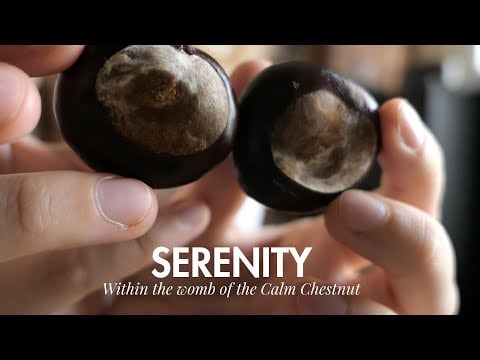 Receive Calm Energy with Chestnut Celtic Reiki Healing